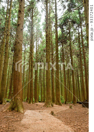 Saryeonisupgil, Saryeoni Forest walking trail in Jeju Island of Korea Saryeonisupgil, Saryeoni Forest walking trail in Jeju Island of Korea 93372401