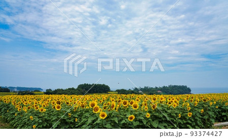 青い空と黄色い花ばたけ 93374427