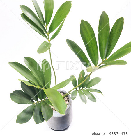 観葉植物 白陶器鉢 ザミアプミラ 多肉植物、ザミア・プミラの葉