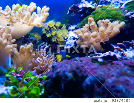 Underwater ecosystem panorama. Coral reef under the sea. Wild life concept. 93374504