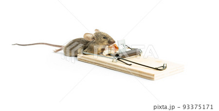 Dead house mouse in a mousetrap isolated on white background. 93375171
