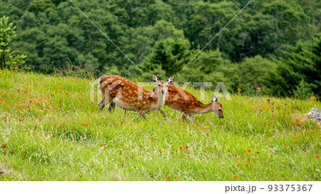 夏の大菩薩嶺直下 鹿の親子 山梨 夏の大菩薩嶺直下 鹿の親子 山梨 93375367