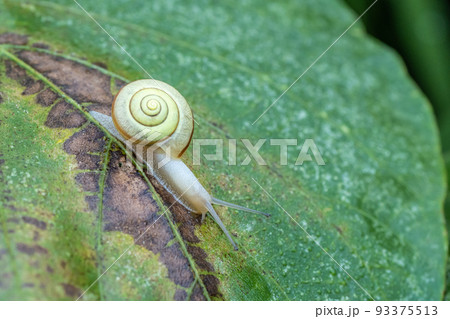 コハクオナジマイマイ コハクオナジマイマイ 93375513