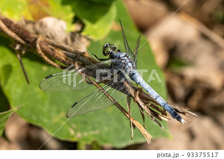 シオカラトンボ 93375517
