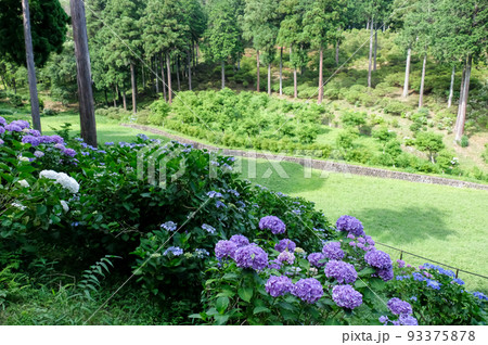 東京都青梅市 初夏 霞丘陵自然公園と塩船観音寺のあじさい 東京都青梅市 初夏 霞丘陵自然公園と塩船観音寺のあじさい 93375878