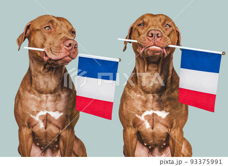 Lovable, pretty dog and French Flag. Closeup Lovable, pretty dog and French Flag. Closeup 93375991