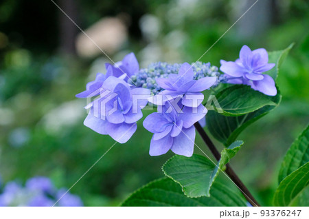 東京都青梅市　初夏　霞丘陵自然公園と塩船観音寺のあじさい 93376247