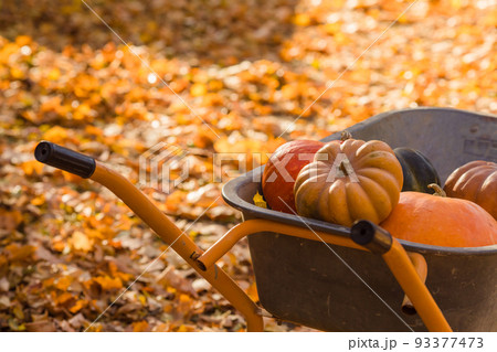 Orange pumpkins in the wheelbarrow stying on the autumnal maple leaves. 93377473
