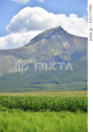 夏の北海道森町で駒ヶ岳とデントコーン畑の風景を撮影 93377490
