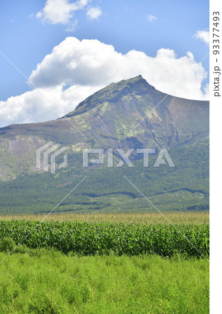夏の北海道森町で駒ヶ岳とデントコーン畑の風景を撮影 93377493