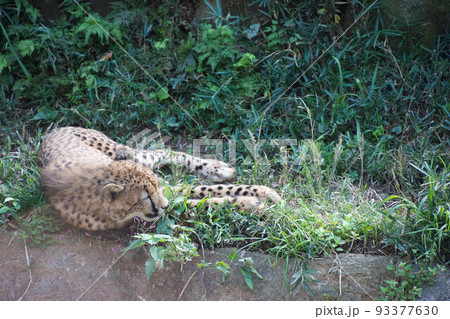 チーター チーター 93377630