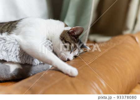 おもしろポーズで眠る猫　キジトラ猫 93378080