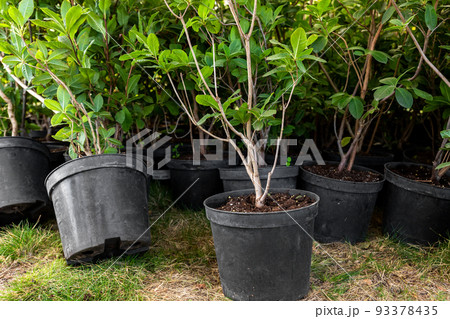 Many small plastic pots with rhododendron azalea flower bushes prepared for planting ornamental garden meadow sunny day. Seasonal plant transplantation. Landscaping design concept. Plant nursery sale 93378435