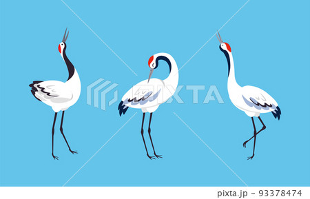 Set of beautiful Japanese crane. White stork, egret, heron birds standing and dancing vector illustration Set of beautiful Japanese crane. White stork, egret, heron birds standing and dancing vector illustration 93378474