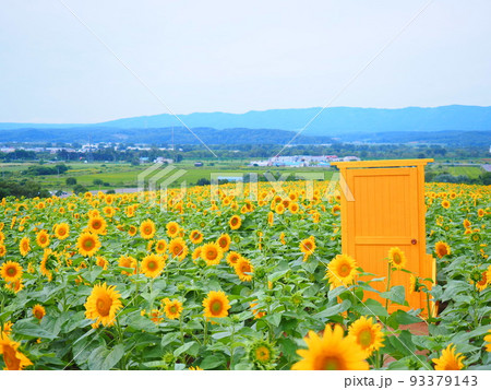 北海道の絶景 名寄サンピラーパークのひまわり畑 93379143