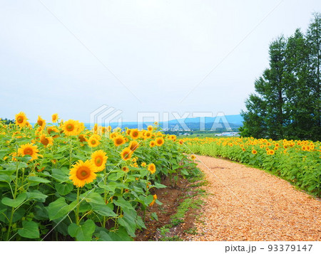 北海道の絶景 名寄サンピラーパークのひまわり畑 北海道の絶景 名寄サンピラーパークのひまわり畑 93379147