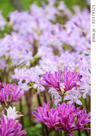 リコリス 彼岸花 曼殊沙華 ピンク 桃色 素材 イメージの写真素材