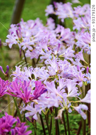 リコリス 彼岸花 曼殊沙華 ピンク 桃色 素材 イメージの写真素材