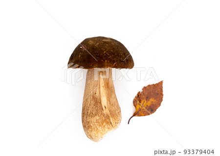One whole edible mushroom on a white background isolated close-up, white mushroom, beautiful brown mushroom, penny bun 93379404