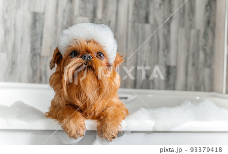 A cute little Griffon dog takes a bubble bath with his paws up on the edge of the tub A cute little Griffon dog takes a bubble bath with his paws up on the edge of the tub 93379418