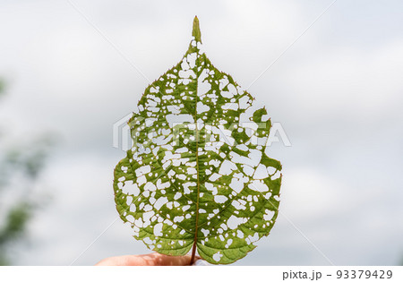 isolated image of an actinidia leaf with holes eaten by caterpillars 93379429