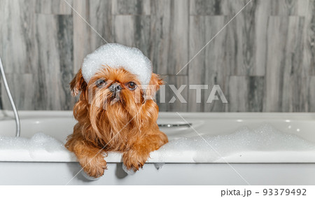 A cute little Griffon dog takes a bubble bath with his paws up on the edge of the tub A cute little Griffon dog takes a bubble bath with his paws up on the edge of the tub 93379492
