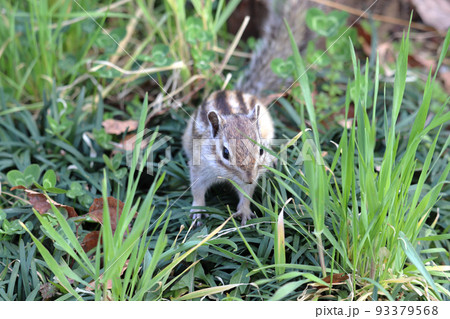 草むらから出てきたシマリス 93379568