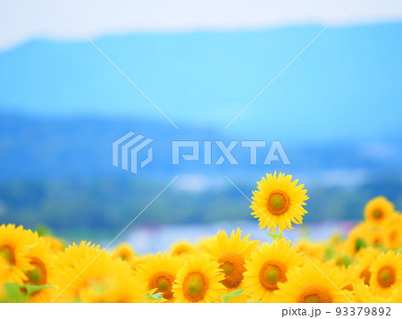 名寄サンピラーパークのひまわり畑 93379892