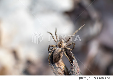 Small brown wild spider on branch bask in sun 93380378