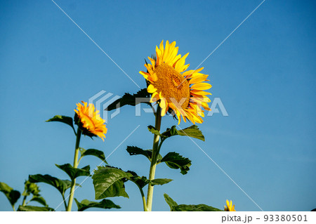 ひまわり 93380501