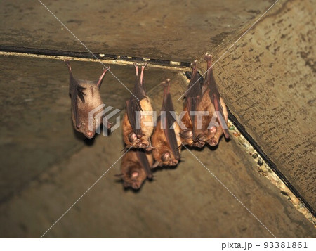 トンネルの天井に止まるキクガシラコウモリ トンネルの天井に止まるキクガシラコウモリ 93381861