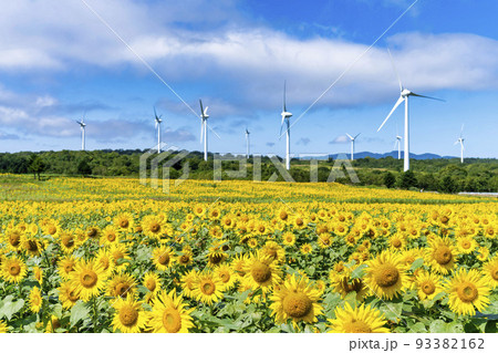 夏の布引高原　満開のひまわりと風車　福島県郡山市 93382162