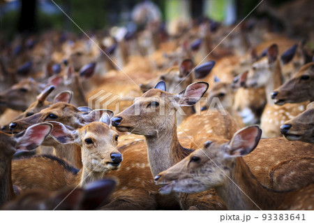 大群で身を寄せ合う鹿 93383641