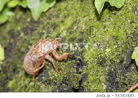 セミの抜け殻。夏イメージ。 セミの抜け殻。夏イメージ。 93383885