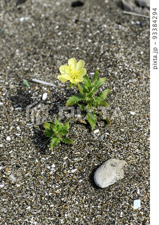 コマツヨイグサ コマツヨイグサ 93384294