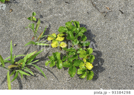 ハマボウフウ 93384298