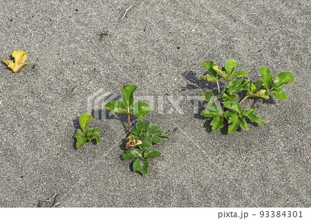 ハマボウフウ 93384301