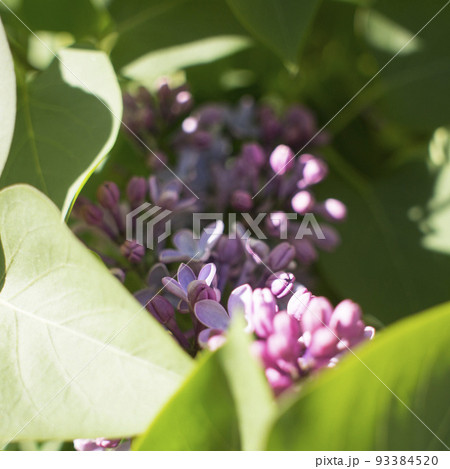 Flower background - lilac flowers in spring garden Flower background - lilac flowers in spring garden 93384520