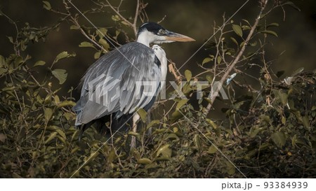 White necked heron, Pantanal , Brazil White necked heron, Pantanal , Brazil 93384939