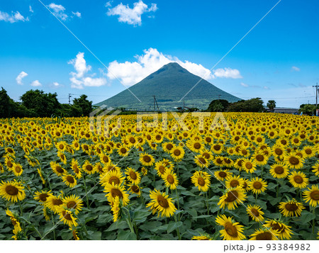 西大山駅から見た開聞岳とひまわり 93384982