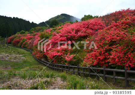 船窪つつじ公園（徳島県吉野川市山川町） 93385595