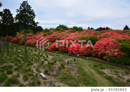 船窪つつじ公園(徳島県吉野川市山川町) 船窪つつじ公園(徳島県吉野川市山川町) 93385603