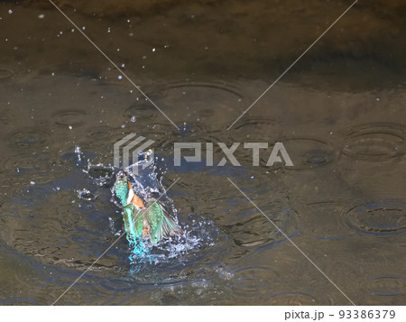 川辺のカワセミ。 93386379