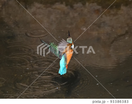 川辺のカワセミ。 93386383