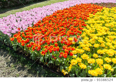 花 フラワー お花 93386524