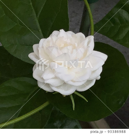 茉莉花 グレイスフルレディ ジェイド 八重咲き ジャスミン 茉莉花 グレイスフルレディ ジェイド 八重咲き ジャスミン 93386988