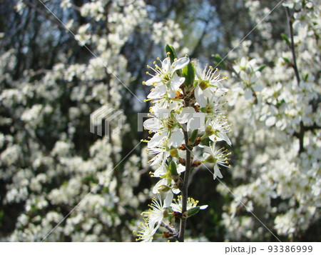 Pollination of flowers by bees pears. White pear flowers is a source of nectar for bees Pollination of flowers by bees pears. White pear flowers is a source of nectar for bees 93386999