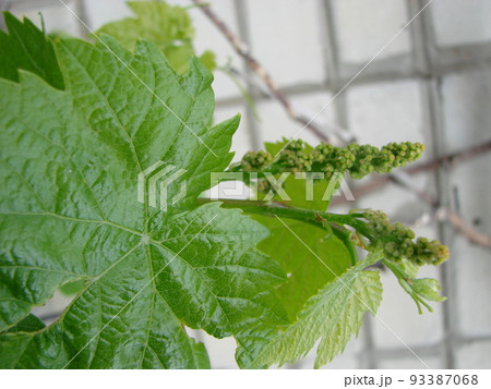 Flowering of a grapevine. Young branches of grapes with peduncles about to bloom in spring 93387068