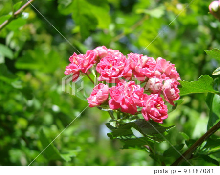 Natural floral background, blossoming of Double pink Hawthorn or Crataegus laevigata beautiful pink flowers 93387081