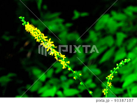 自然の中の風景 93387107